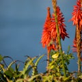 Small humming bird hoovering over bright orange flowers Royalty Free Stock Photo