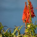 Small humming bird hoovering over Nancy Red torch lilies Royalty Free Stock Photo