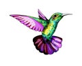 Small hummingbird. Exotic tropical colibri animal icon. Golden emerald feathers