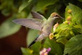 Small hummingbird in motion on flowers. Royalty Free Stock Photo