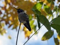 Small Hummingbird perched Fall background colors tongue out