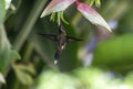 Small hummingbird pollinating an exotic heliconia flower in the rainforest Royalty Free Stock Photo