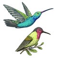 Small hummingbird. Rufous and White-necked Jacobin bird. Exotic tropical animal icons. Golden tailed sapphire. Use for