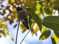 Small Hummingbird sticks out tongue while perched with Fall background colors