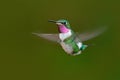 Small hummingbird. White-bellied Woodstar, Chaetocercus mulsant, hummingbird with clear green background, bird from Tandayapa, Ecu Royalty Free Stock Photo