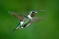 Small hummingbird. White-bellied Woodstar, Chaetocercus mulsant, hummingbird with clear green background, bird from Tandayapa, Ecu Royalty Free Stock Photo