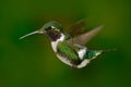 Small hummingbird. White-bellied Woodstar, hummingbird with clear green background. Bird from forest. Hummingbird from Colombia. Royalty Free Stock Photo