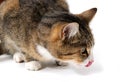 Small hungry kitty Royalty Free Stock Photo