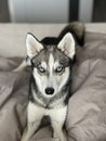 Small husky of the Alaskan Klee Kai breed is sleeping closeu