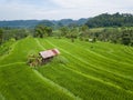 Small hut in the middle of paddy fields aerial view