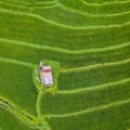 Small hut in the middle of paddy fields aerial view