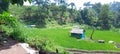 a small hut in the middle of a rice field, a place for farmers to rest Royalty Free Stock Photo