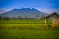 Farmer\'s small house in the middle of a rice field with Mount Galunggung in the background in Tasikmalaya Regency, Indonesia Royalty Free Stock Photo