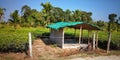 A small hut in tea garden assam , northeast ,india Royalty Free Stock Photo