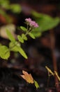 Small Hylotelephium plant blooming with tiny pink flowers and green leaves. Flowers pushing from the ground after rain with wet