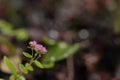 Small Hylotelephium plant blooming with tiny pink flowers and green leaves. Flowers pushing from the ground after rain with wet
