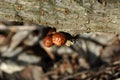 Small Hypholoma lateritium brick cap, chestnut mushroom, cinnamon cap, brick top, red woodlover, kuritake mushrooms growing on g Royalty Free Stock Photo