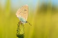 Small icaro butterfly on a flower. Blurred natural background Royalty Free Stock Photo