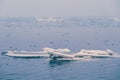 Small ice floe floats in the open sea in early winter