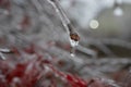 Frozen Water Droplet on Glazed Stem