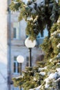 small icicles hang on a snowy spruce on a clear frosty day Royalty Free Stock Photo