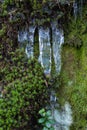 Small icicles and moss