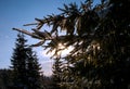 Small icicles with sun shining