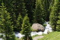 Small idyllic mountain stream in the middle of a pine forest in the Swiss Alps