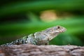 Iguana negro Royalty Free Stock Photo