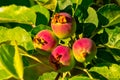 Small immature apples in the leaves of orchard tree