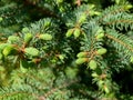 Small immature cones on pine, spruce, green, logging, tree planting, green zone