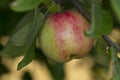 Small immature green-red apple Royalty Free Stock Photo
