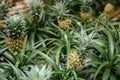 Small immature pineapples grow on a flower bed in a flower shop. Royalty Free Stock Photo