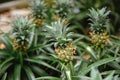 Small immature pineapples grow on a flower bed in a flower shop. Royalty Free Stock Photo