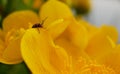 Little bug on a yellow flower