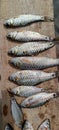 Small indian lake fishes Royalty Free Stock Photo