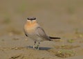 Small Indian Pratincole (Glareola lactea)