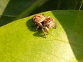 Small indian spider of india