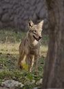 An Indian Wolf Royalty Free Stock Photo