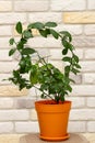 Small indoor citrus plant with ripening green finger-shaped fruit in orange pot against decorative brick wall background. Close-up Royalty Free Stock Photo