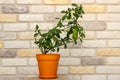 Small indoor citrus plant with ripening green finger-shaped fruit in orange pot against decorative brick wall background. Close-up Royalty Free Stock Photo