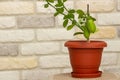 Small indoor citrus plant with ripening green finger-shaped fruit in orange pot against decorative brick wall background. Close-up Royalty Free Stock Photo