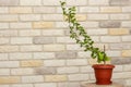 Small indoor citrus plant with ripening green finger-shaped fruit in orange pot against decorative brick wall background. Close-up Royalty Free Stock Photo