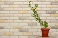 Small indoor citrus plant with ripening green finger-shaped fruit in orange pot against decorative brick wall background. Close-up Royalty Free Stock Photo