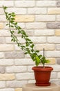 Small indoor citrus plant with ripening green finger-shaped fruit in orange pot against decorative brick wall background. Close-up Royalty Free Stock Photo