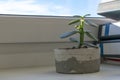 Small indoor crassula plant in pot on window sill. Working environment. In the background are folders for documents. Royalty Free Stock Photo