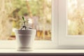 Small indoor crassula plant in pot on window sill