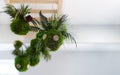 Small indoor hanging plant kokedamas decoration cafe shop