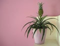 Small indoor pineapple plant in a vase. Pink background