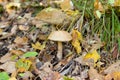 Small inedible mushroom Leccinum carpini (Leccinum griseum)